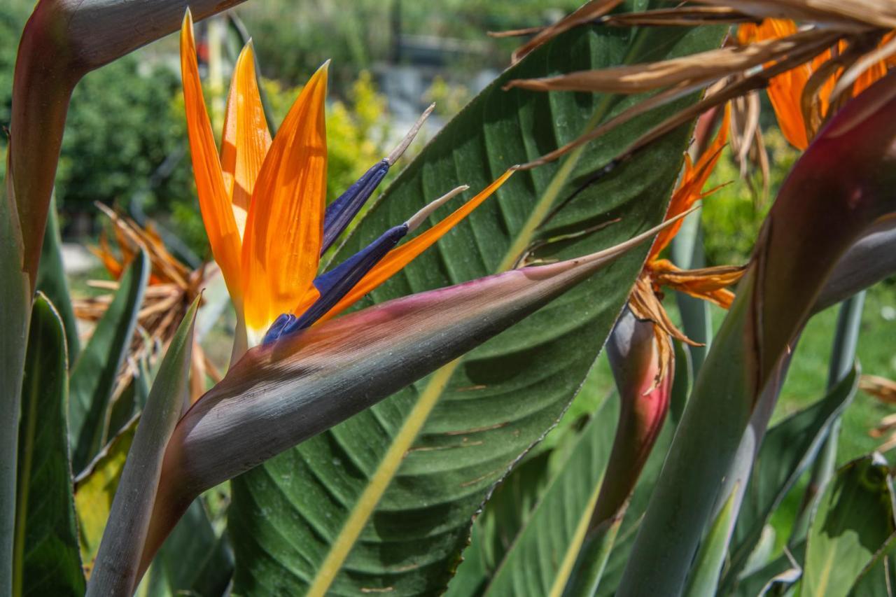 Willa Casa Yucca Forio di Ischia Zewnętrze zdjęcie