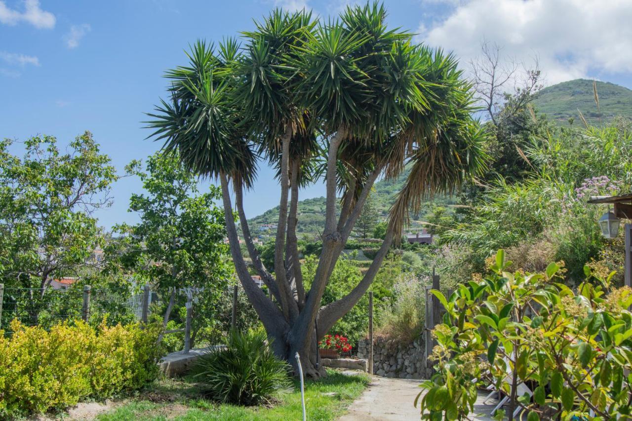 Willa Casa Yucca Forio di Ischia Zewnętrze zdjęcie